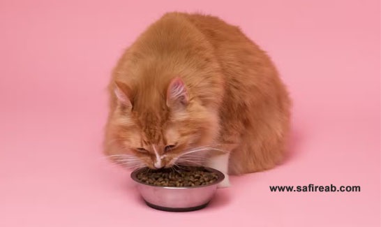انواع غذاهای گربه ها
