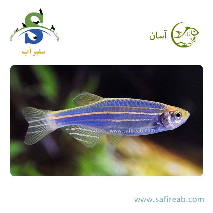 ماهی زبرا آبی