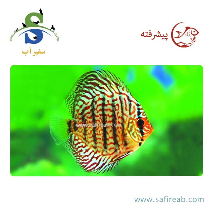 ماهی دیسکس ترکوئیز