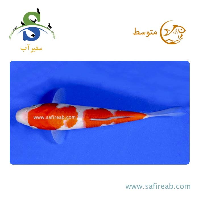ماهی کوی نارنجی سفید