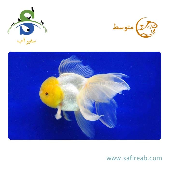 ماهی گلدفیش اوراندا وایت کپ