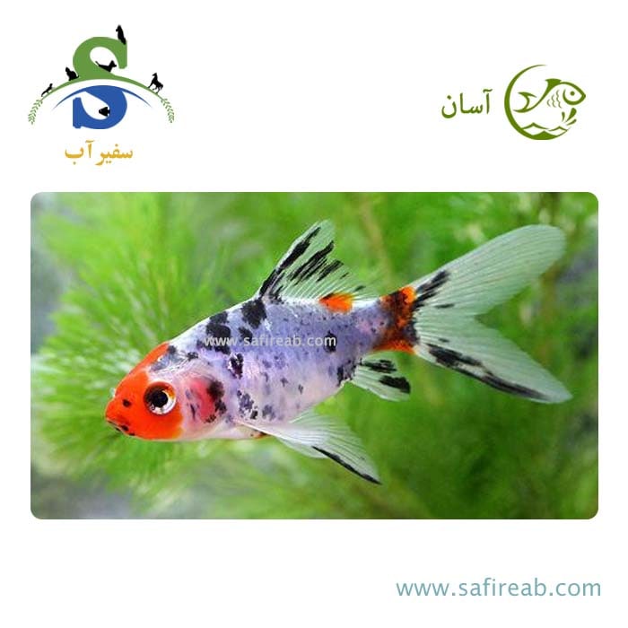 ماهی گلدفیش کالیکو