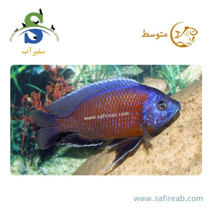 ماهی سیچلاید آفریقایی بورلی