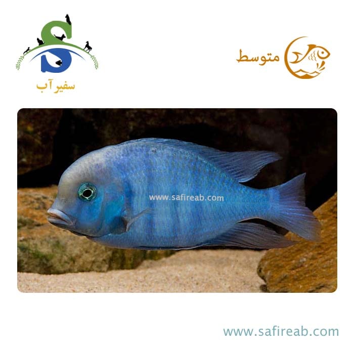 ماهی سیچلاید دلفینی