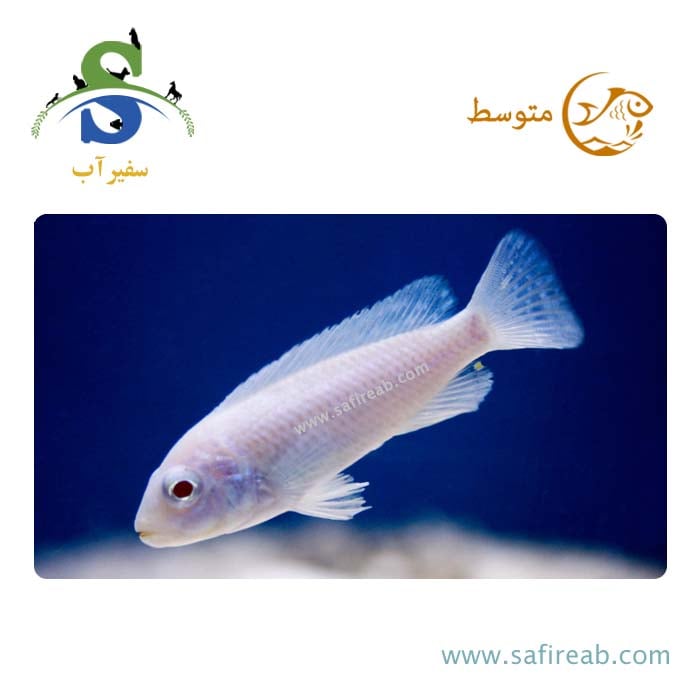 ماهی سیچلاید ماکرو برفی