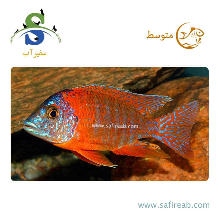 ماهی سیچلاید آفریقایی پیکوک قرمز