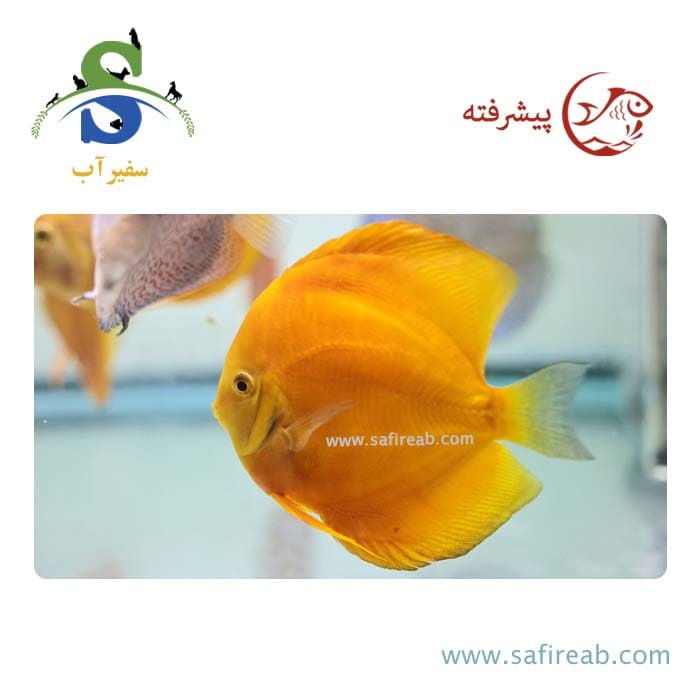 ماهی دیسکس یلو گلدن