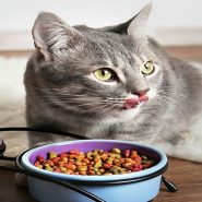 غذای گربه را از کجا بخرم؟