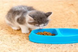 چگونه به بچه گربه غذای خشک بدهیم