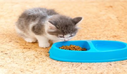 چگونه به بچه گربه غذای خشک بدهیم