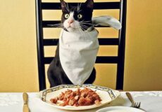 غذای خشک برای گربه بهتر است یا غذای تر