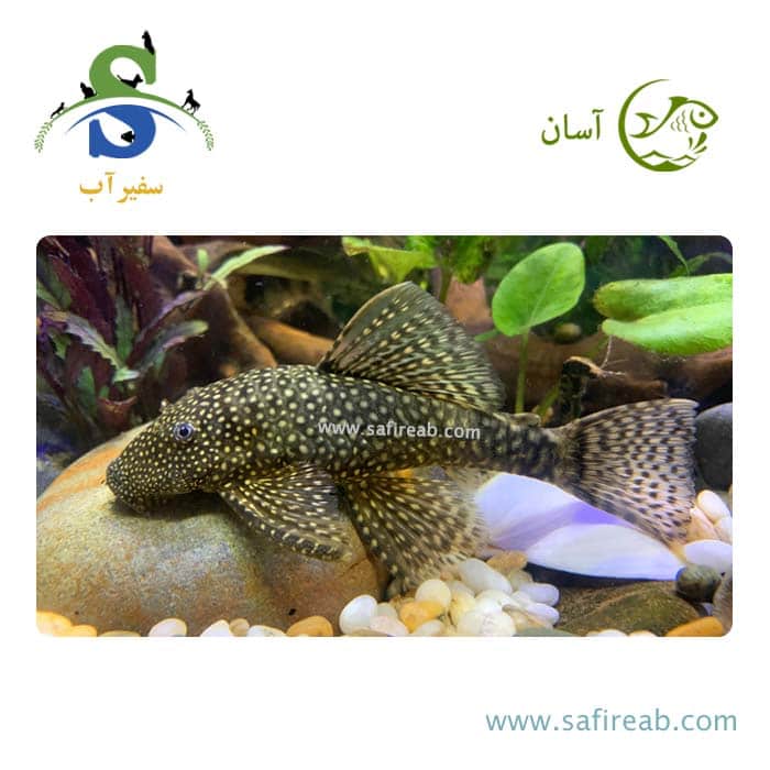 ماهی کت فیش پوزه بوته ای مشکی باله کوتاه