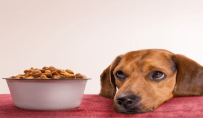 طرز مصرف غذای خشک سگ