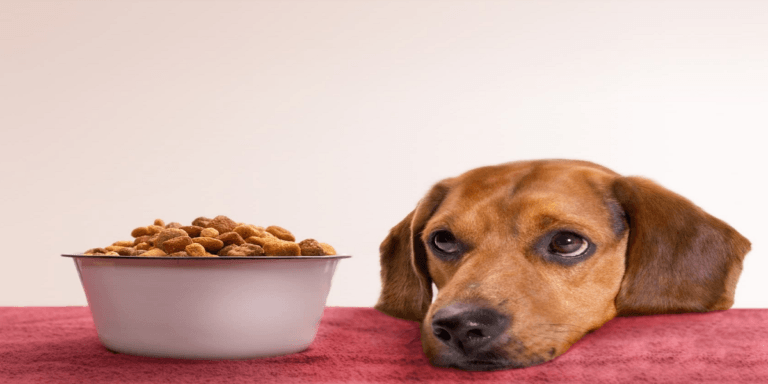 طرز مصرف غذای خشک سگ