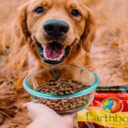 آیا غذای خشک برای سگ کافی است