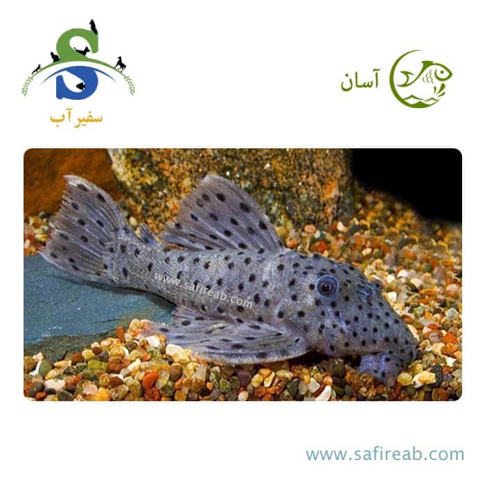 ماهی پلکو سلطان L264