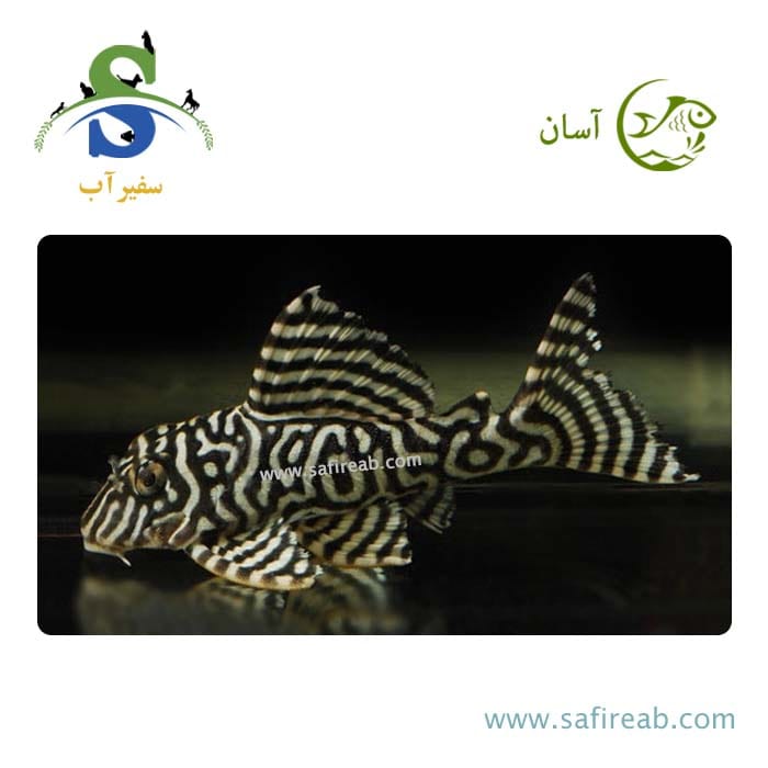 ماهی پلکو کینگ تایگر L333