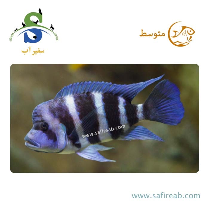 ماهی سیچلاید فرانتوزا