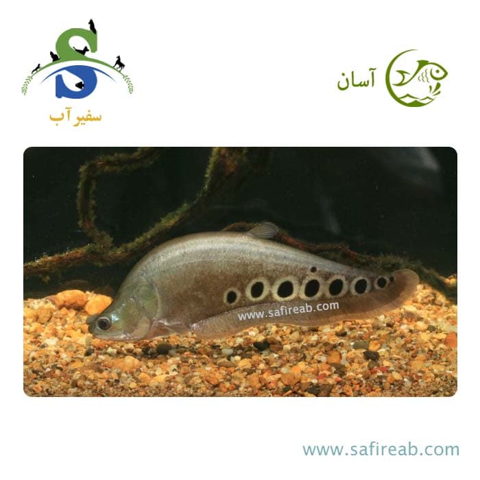 ماهی نایف