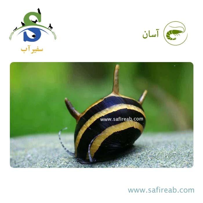 حلزون شاخدار