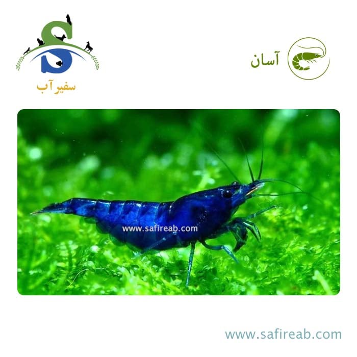 میگو آبی