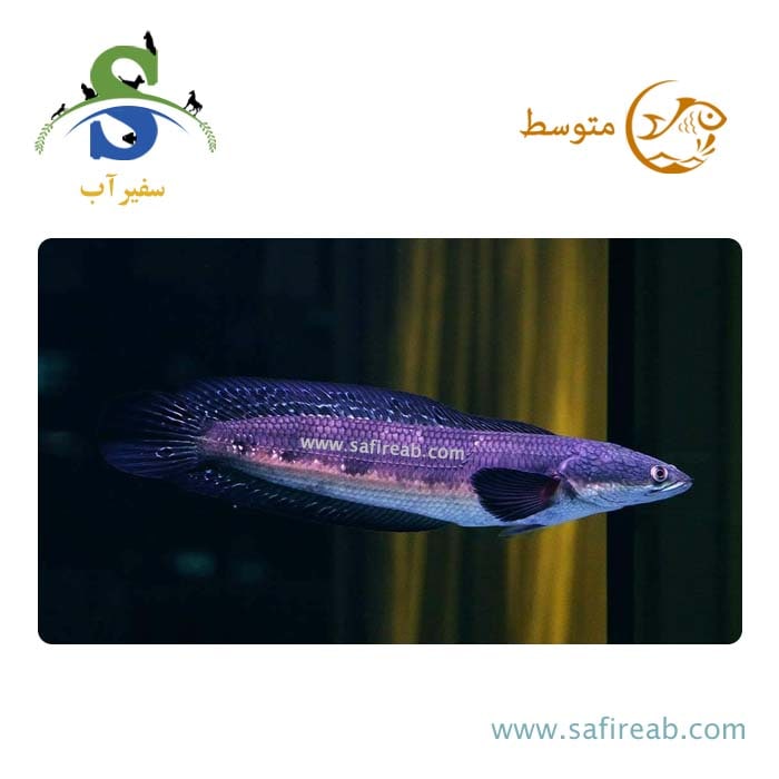 ماهی چانا (سر ماری) بلو مارو