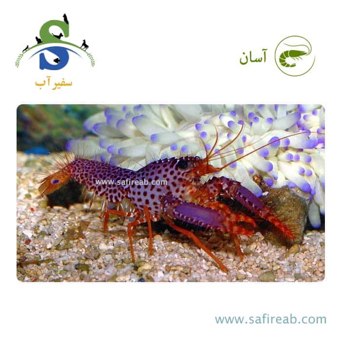 لابستر بنفش