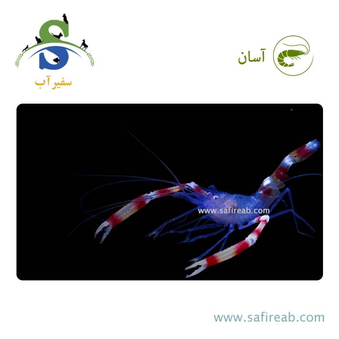 میگو باکسر آبی