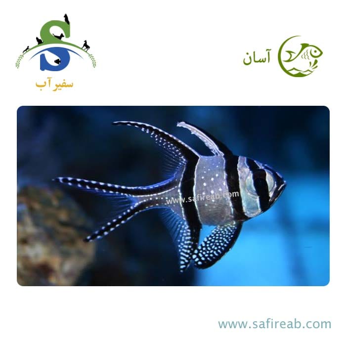 ماهی کاردینال بنگای