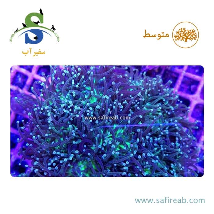 مرجان تورچ کف سبز