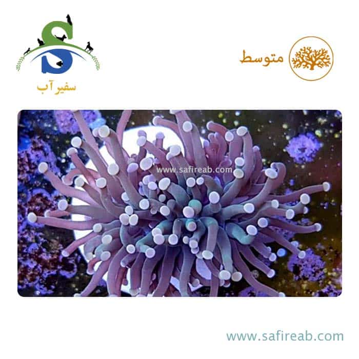 مرجان تورچ گرین هارت
