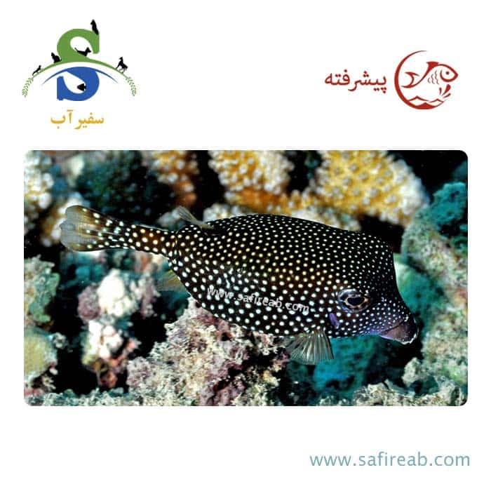 ماهی جعبه سیاه