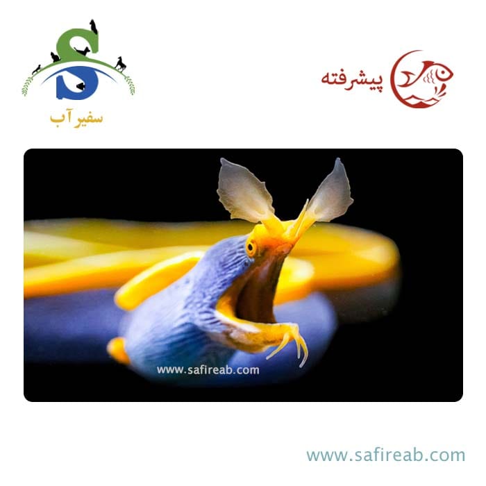 ماهی مار ریبون آبی