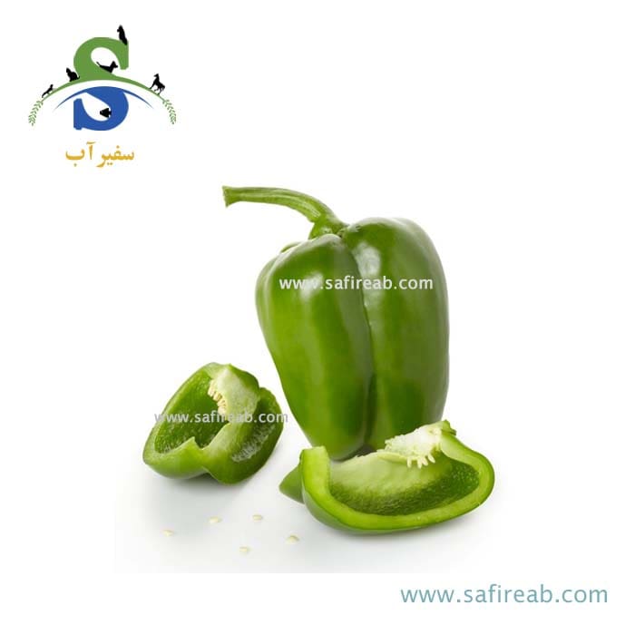 بذر فلفل دلمه استاندارد کالیفرنیا واندر کی سی - Image 2