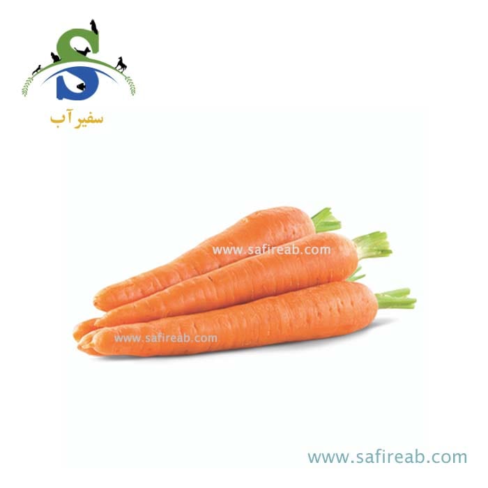 بذر هویج هیبرید لیدر روزن سیدز - Image 2