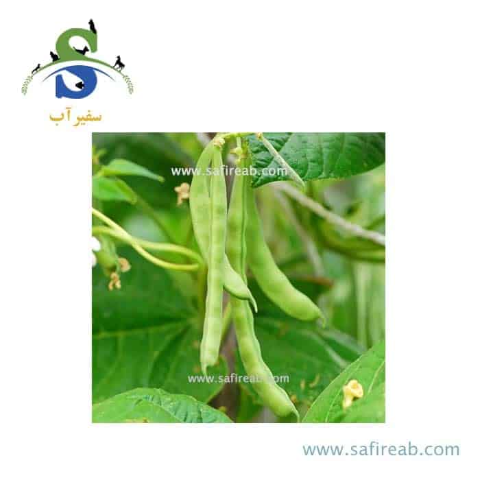 بذر لوبیا سبز سانری پروسید - Image 2