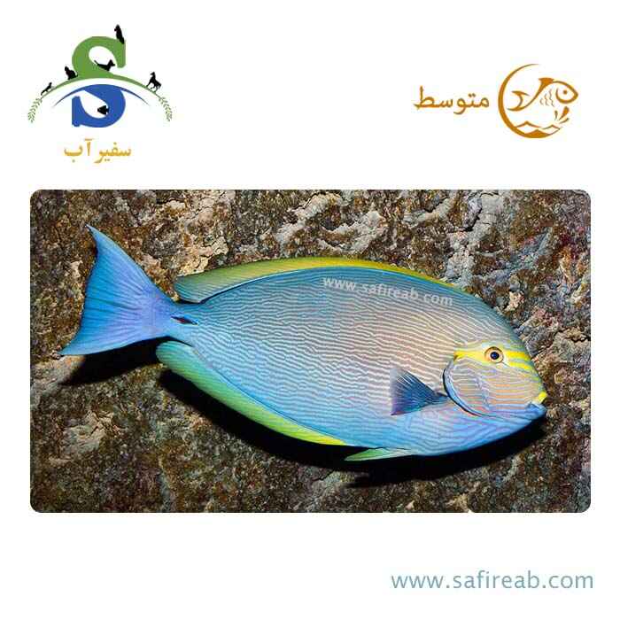 ماهی جراح ماتا
