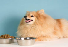غذای سگ پامرانین