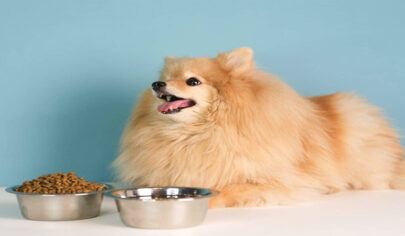 غذای سگ پامرانین