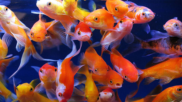 غذای ماهی قرمز