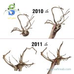چوب تزئینی آکواریوم ریشه چوب آبنوس