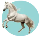 این عکس مربوط به اسب ها است