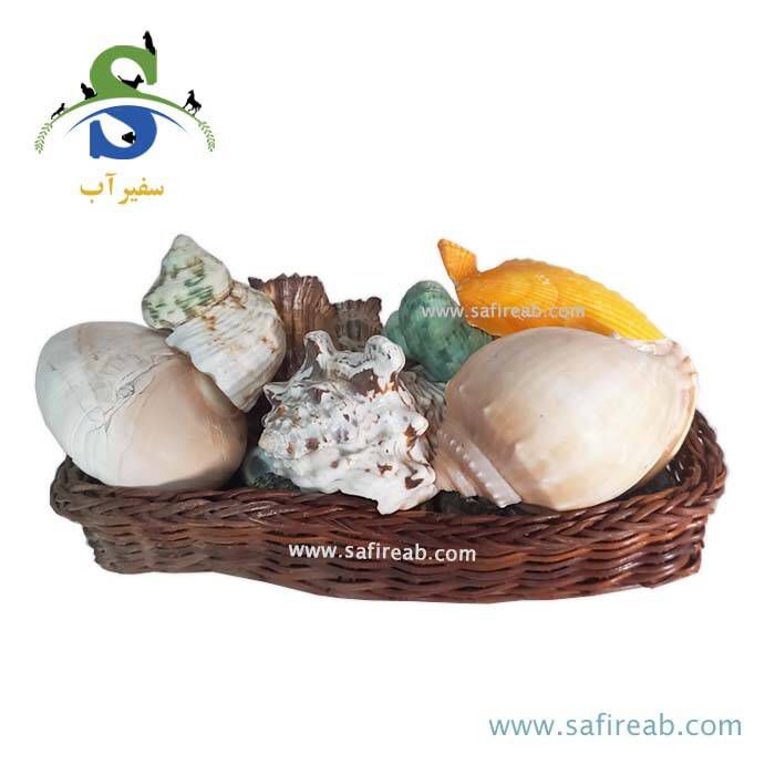 صدف و حلزون تزیینی آکواریوم