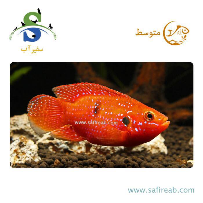 ماهی سیچلاید جوئل بالن