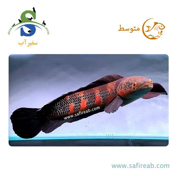 ماهی چانا (سر ماری) رد مارو باریتو