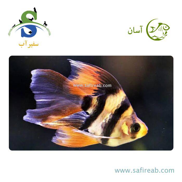 ماهی تایگر بارب باله بلند
