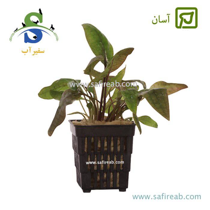 گیاه کریپتون لئوپارد
