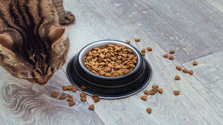 بهترین غذای خشک گربه