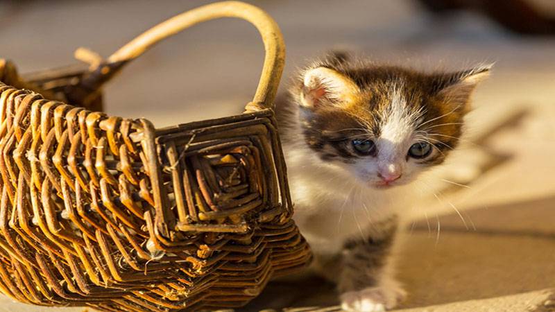 غذای بچه گربه خیابانی