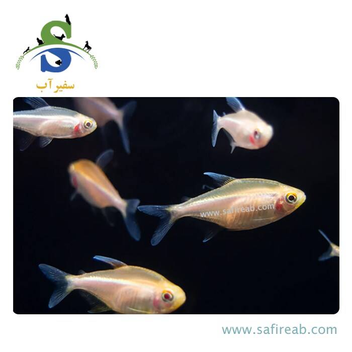 ماهی تترا نئون مشکی آلبینو - Image 2